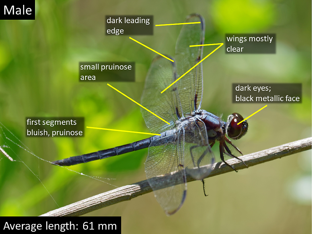 Barwinged Skimmer Arizona Dragonflies
